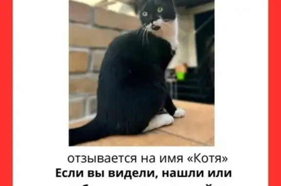 Пропал кот, Южная ул., 24, Ульяновск