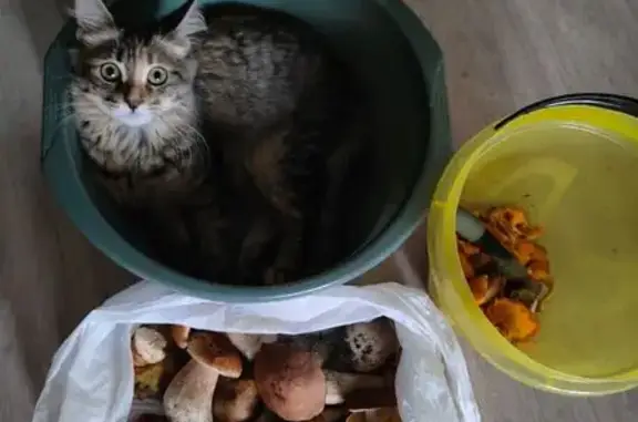 Кошки потеряшки, Йошкар-Ола, фото: Потеряшка кошка Маруся, Чернякова 7Б