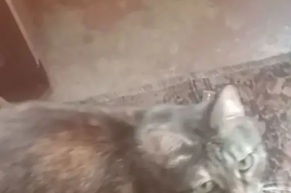 Пропала кошка, Уфа, Башкортостан