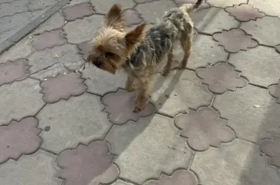 Найдена собака, Новочеркасск, фото: Собака найдена: Дворцовая, 5, Новочеркасск