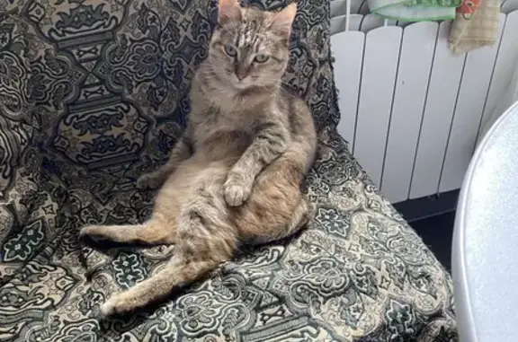 Пропала кошка, Шудаяг 1, Ярегские дачи