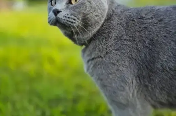 Пропала кошка на Земляничной улице, СНТ Дружба
