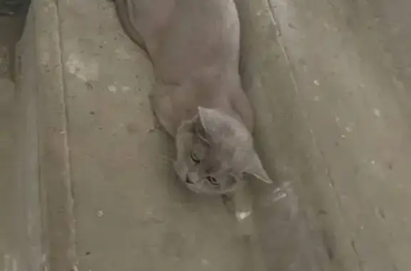 Кошка найдена, Кудрово, Ленобласть