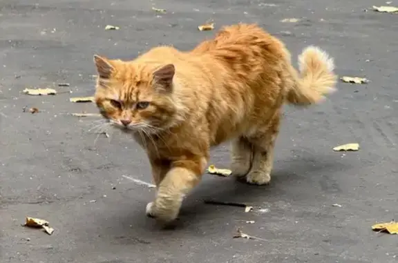 Кошка найдена на Севастопольском пр., 52