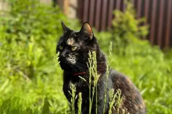 Кошки потеряшки, Маганск (березовский), фото: Потеряшка кошка, Маганск, 04Н-158