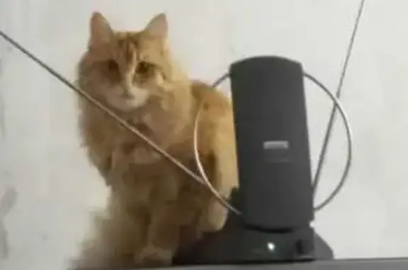 Кошки потеряшки, , фото: Потеряшка кошка, Почтовая ул., Л16, Чигири