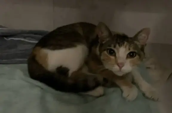 Трехцветная кошка найдена в Мытищах, Абеля 5