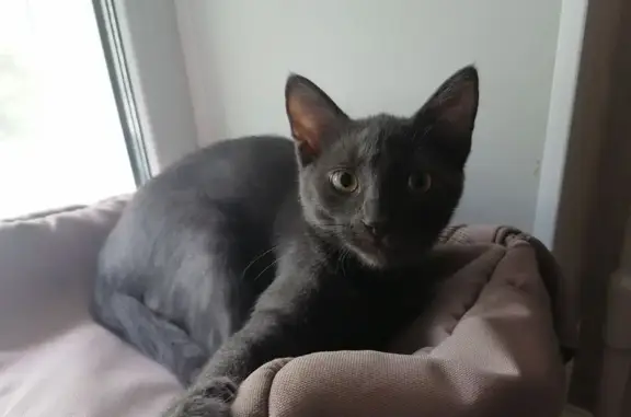 Кошки потеряшки, Брянск, фото: Потеряшка кошка на ул. Ак. Королёва, 10