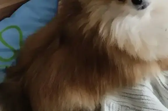 Собаки потеряшки, Нежинский сельсовет, фото: Потеряшка собака, 12 линия, Нежинский.