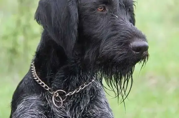 Собаки потеряшки, Малаховка, фото: Потеряшка собака на 1-й Дачной улице, 6