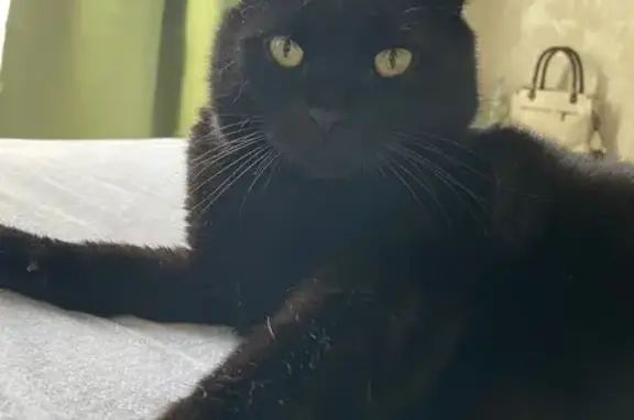 Кошки потеряшки, Курск, фото: Потеряшка черный кот, ул. 50 лет Октября, 167/3