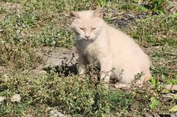 Найдена кошка, Ярославль, фото: Рыжая кошка найдена, Мышкинский пр., Ярославль