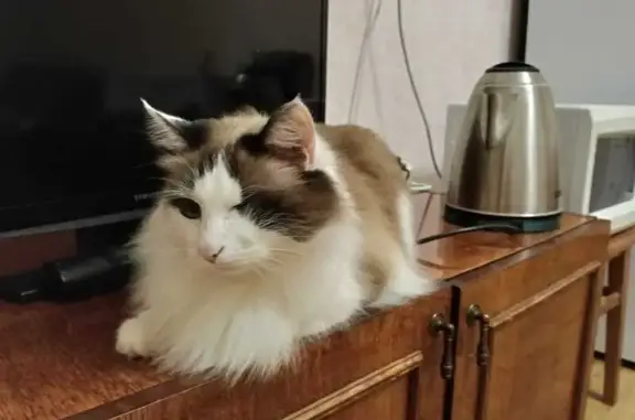 Найдена кошка, Йошкар-Ола, фото: Кошка найдена: Ленинский пр., 8, Йошкар-Ола