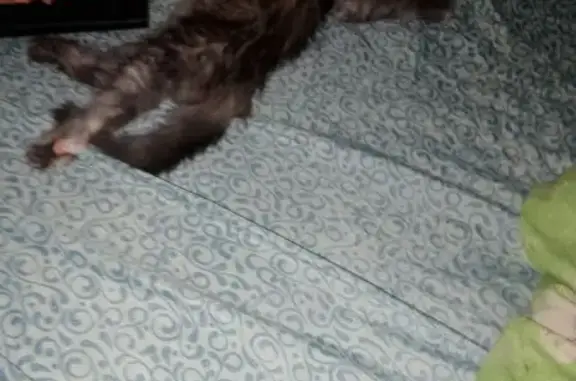 Кошки потеряшки, Калуга, фото: Потеряшка кошка, ул. Механизаторов, 23