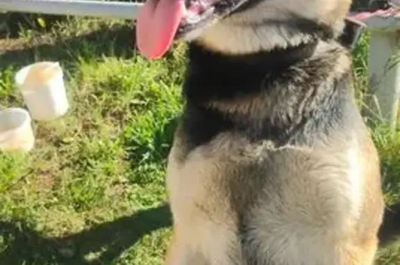 Найдена собака, Новочебоксарск, фото: Собака найдена: Восточная 25, Новочебоксарск