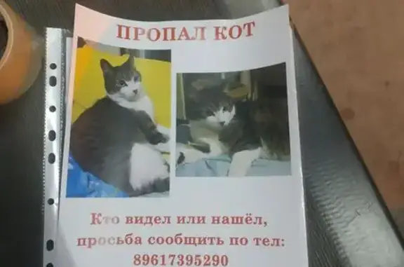 Пропала кошка, Хабаровская 27А, Владивосток