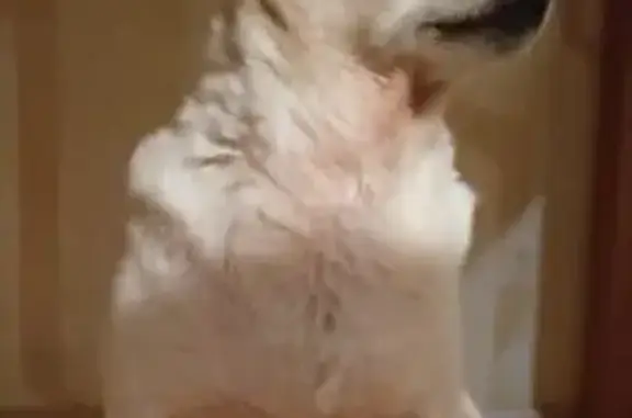 Пропала собака у д/с №30, ул. Металлистов