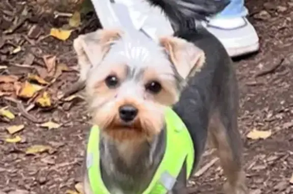 Пропала собака Йорк, Новомихайловка