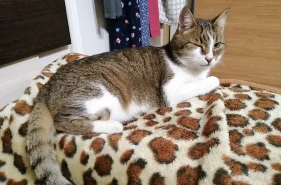 Кошка найдена у Энтузиастов 18 к1, СПб