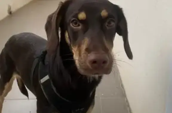 Найдена собака, Домодедово, фото: Найдена собака, ул. Творчества, 5, Домодедово