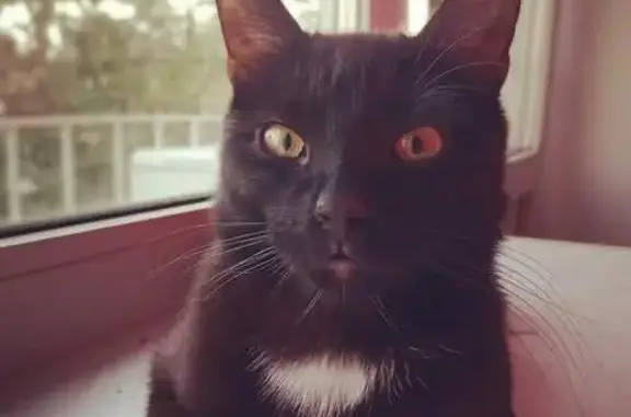 Кошки потеряшки, Санкт-Петербург, фото: Потеряшка чёрный котик, Краснопутиловская 78