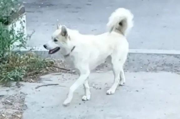 Собаки потеряшки, Москва, фото: Потеряшка собака на Окской, 36 к1, Москва