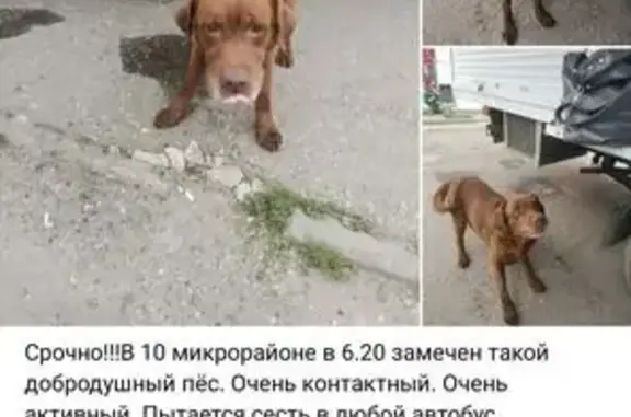 Найдена собака, , фото: Собака найдена, Казань, Татарстан