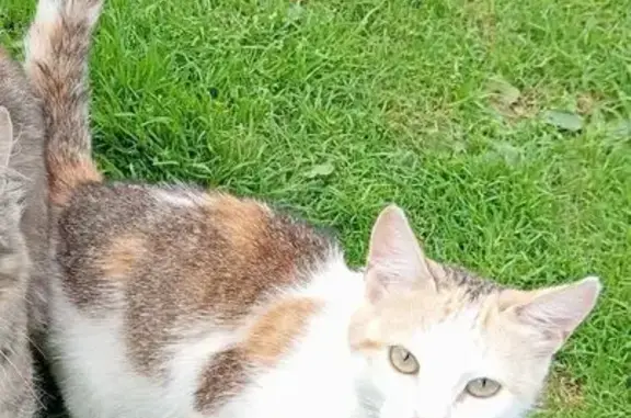 Кошки потеряшки, , фото: Потеряшка кошка, Борисово 6, Престижная ул.