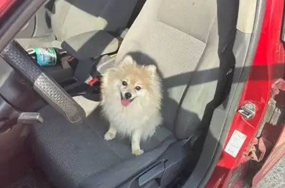 Собаки потеряшки, , фото: Потеряшка собака, Рудный пер., Липецк