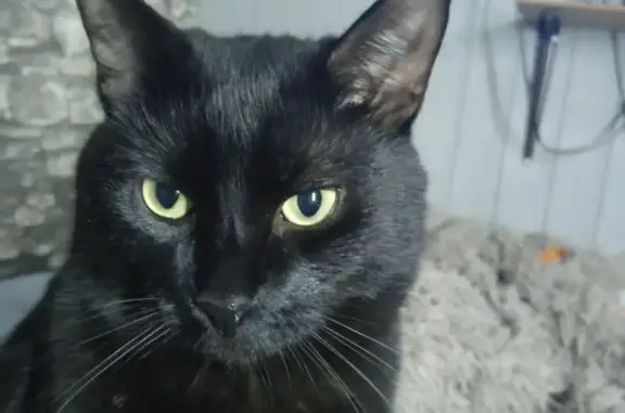 Пропала кошка, Федино, МО