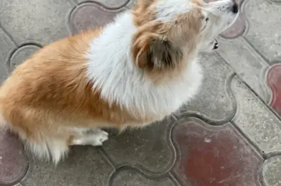 Пропала собака, Коллективная 46, Апшеронск