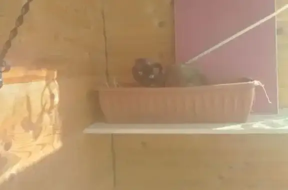 Пропала кошка, Гусь-Хрустальный, Вл. обл.