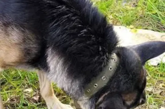 Собака найдена: Кузовлевский тракт, Томск