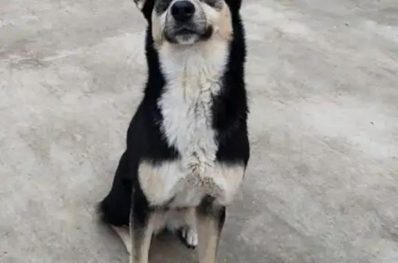 Собака найдена: Ветошный пер., Москва