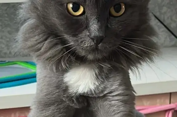 Кошки потеряшки, Барнаул, фото: Потеряшка дымчатый кот, ул. Попова 30, Барнаул