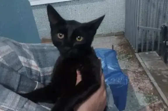 Найдена кошка, Пензенская область, фото: Котик найден в г. Пенза, Пензенская обл.