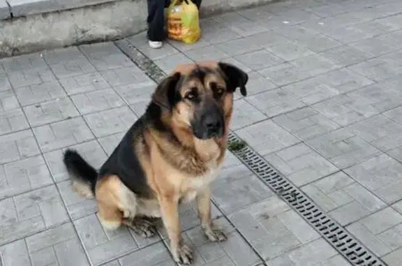 Найдена собака, Екатеринбург, фото: Собака найдена: Варшавская ул., Екатеринбург