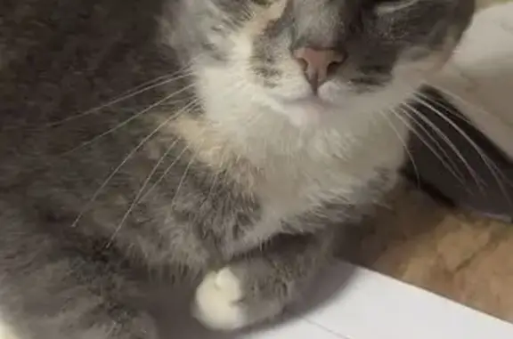 Кошки потеряшки, Гатчина, фото: Потеряшка кошка на Чкалова, 77, Гатчина