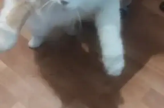 Найдена кошка, Нижний Новгород, фото: Кошка найдена: Ломоносова 7, Н. Новгород