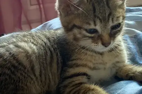 Найдена кошка, Чита, Забайкальский край