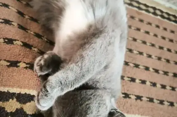 Найдена кошка, Алтайский край, фото: Кошка найдена на ул. Радужная, Власиха