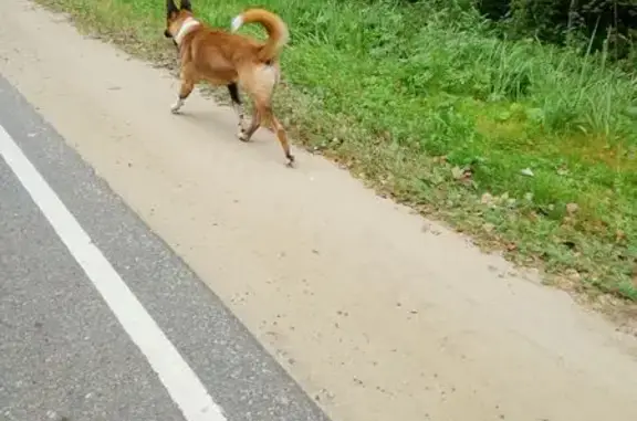 Найдена собака, Московская область, фото: Собака найдена в лесу, МО