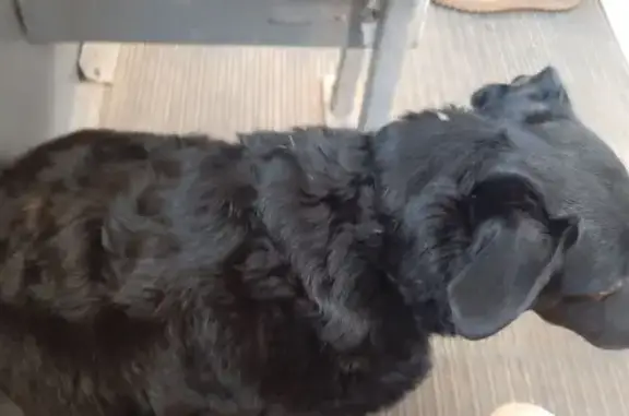 Найдена собака, Нижнекамск, фото: Собака найдена: ул. Гагарина, 16, Нижнекамск