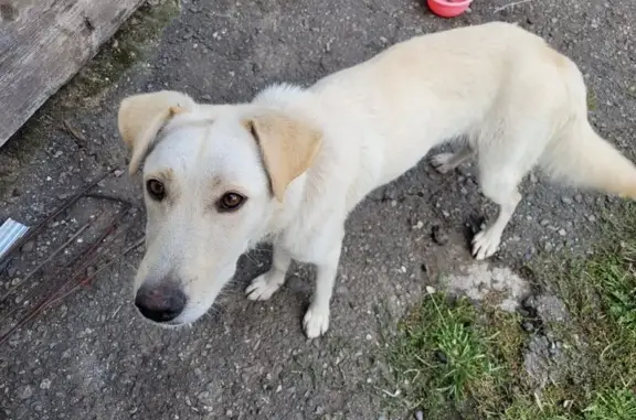 Найдена собака, Псебай, фото: Собака найдена, Мостовая ул., Псебай