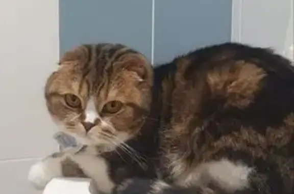 Кошки потеряшки, Мариуполь, фото: Потеряшка кошка, Греческая ул., 109, Мариуполь