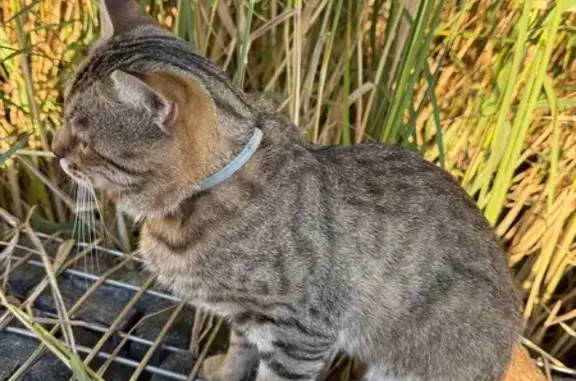 Найдена кошка на ул. Марселя Салимжанова
