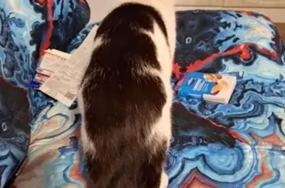 Найдена кошка, Иркутск, фото: Найден кот, улица Лыткина, 11/7, Иркутск