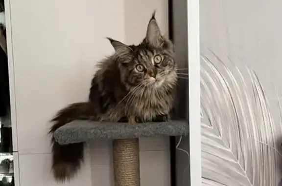 Кошки потеряшки, Выкса, фото: Потеряшка кошка на Гайдара, 44, Выкса