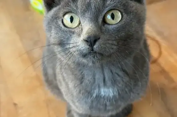 Кошка найдена, ул. Н. Ершова, Казань