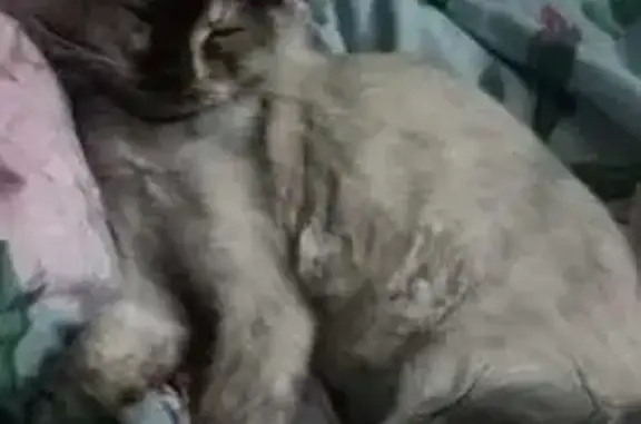 Пропала сибирская кошка, Абакан, Шевченко 136